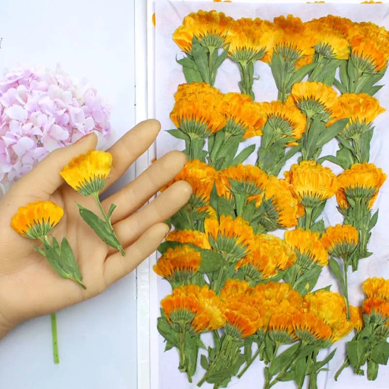 60pcs 4-6cm Side Pressed Dried - Dried Flower Bookmark recensione e prezzo