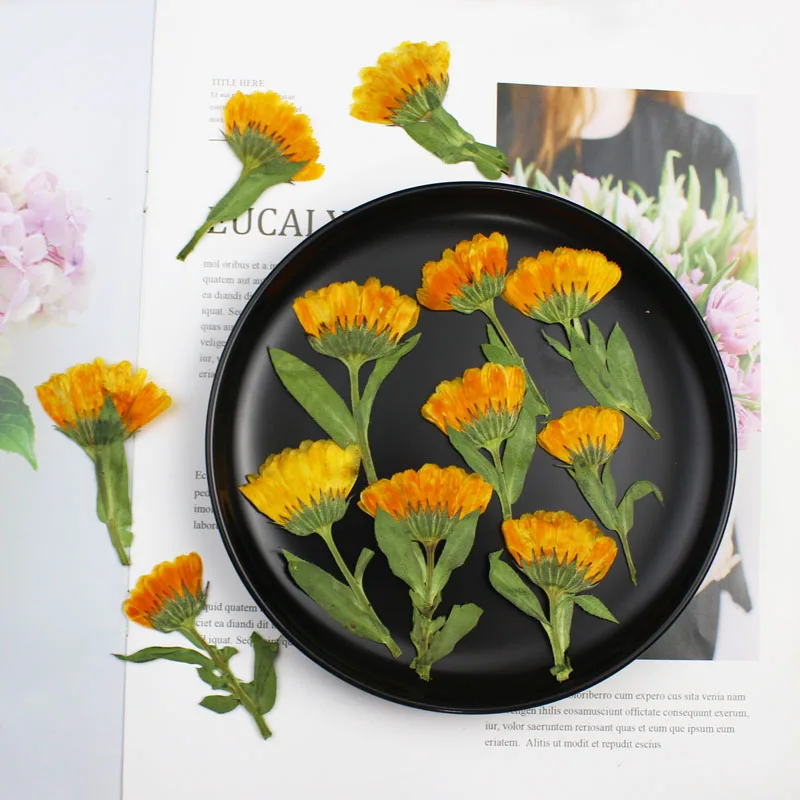 60pcs 4-6cm Side Pressed Dried - Dried Flower Bookmark recensione e prezzo