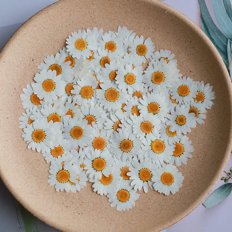 60X Pressed Dried Natural Whit - Dried Flower Bookmark recensione e prezzo