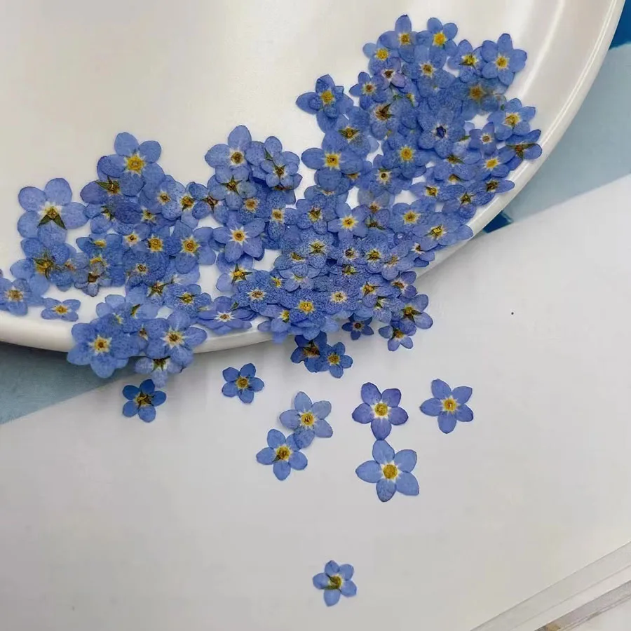 100pcs Pressed Dried Mini Blue - Dried Flower Bookmark recensione e prezzo