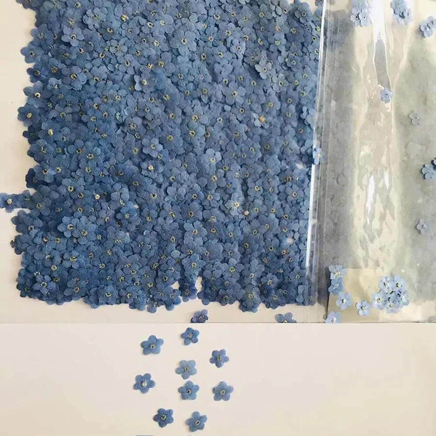 100pcs Pressed Dried Mini Blue - Dried Flower Bookmark recensione e prezzo
