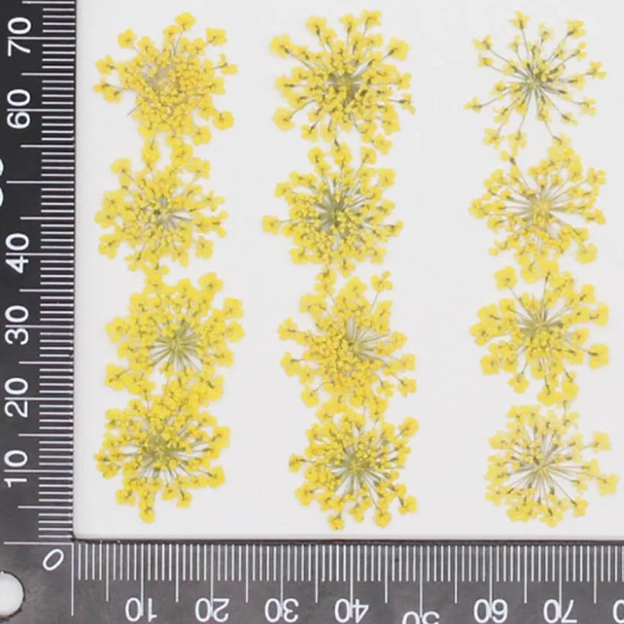 60pcs Pressed Dried 20-25mm Am - Dried Flower Bookmark recensione e prezzo
