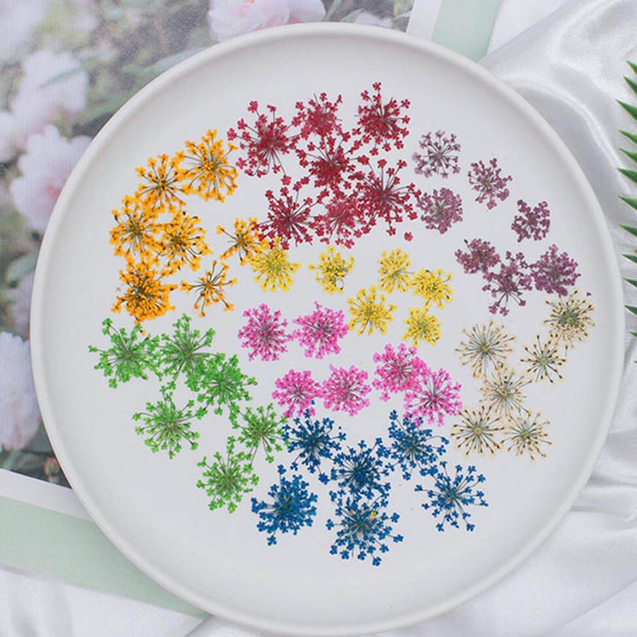 60pcs Pressed Dried 15-20mm Am - Dried Flower Bookmark recensione e prezzo
