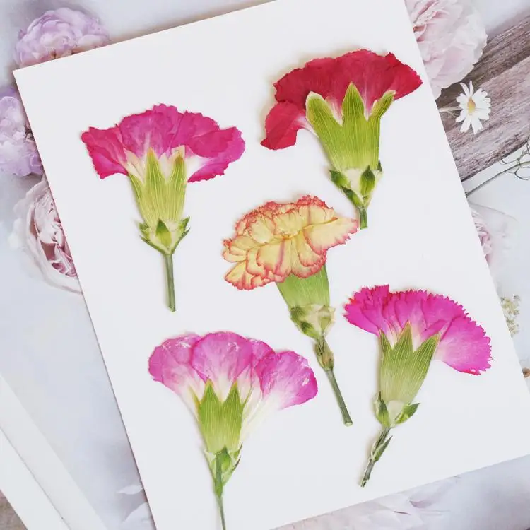 6pcs/4-7cm,Carnation dried flo - Dried Flower Bookmark recensione e prezzo