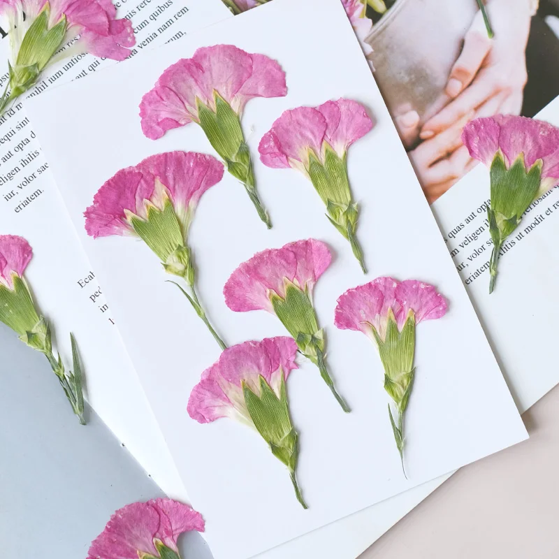 6pcs/4-7cm,Carnation dried flo - Dried Flower Bookmark recensione e prezzo