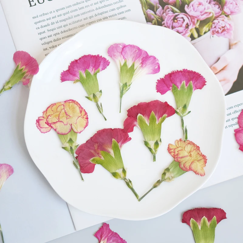 6pcs/4-7cm,Carnation dried flo - Dried Flower Bookmark recensione e prezzo