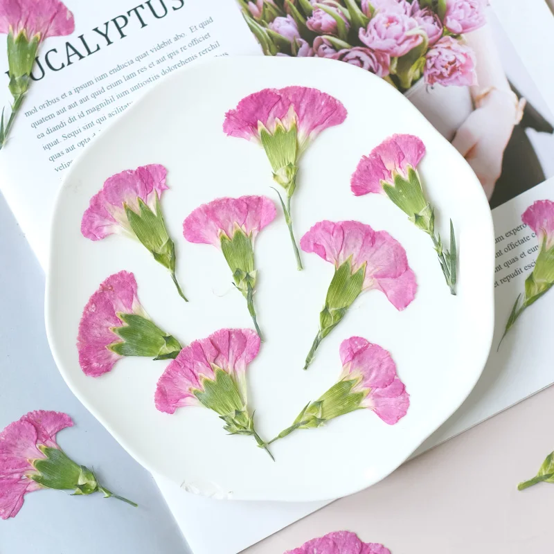 6pcs/4-7cm,Carnation dried flo - Dried Flower Bookmark recensione e prezzo
