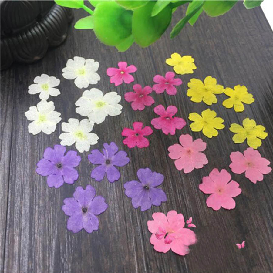 60pcs 1-2cm Pressed Dried Dyed - Dried Flower Bookmark recensione e prezzo