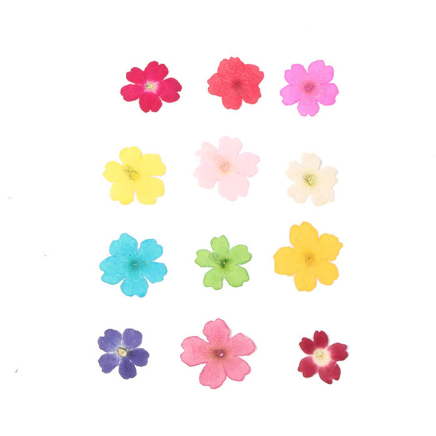 60pcs 1-2cm Pressed Dried Dyed - Dried Flower Bookmark recensione e prezzo