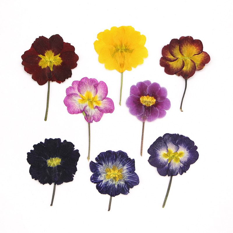 48Pcs European Primrose Teachi - Dried Flower Bookmark recensione e prezzo