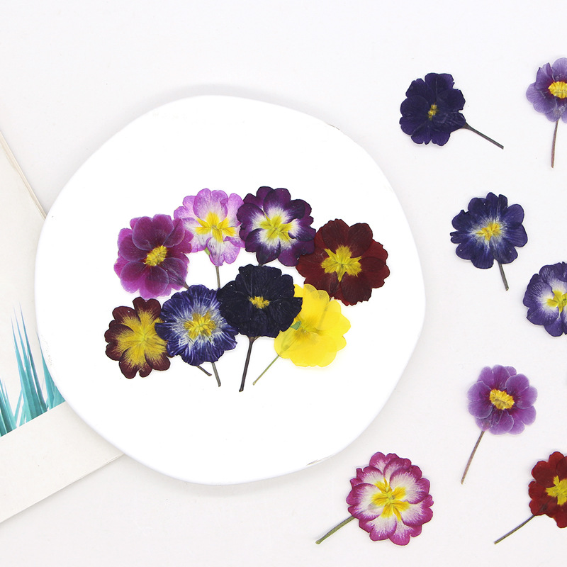 48Pcs European Primrose Teachi - Dried Flower Bookmark recensione e prezzo
