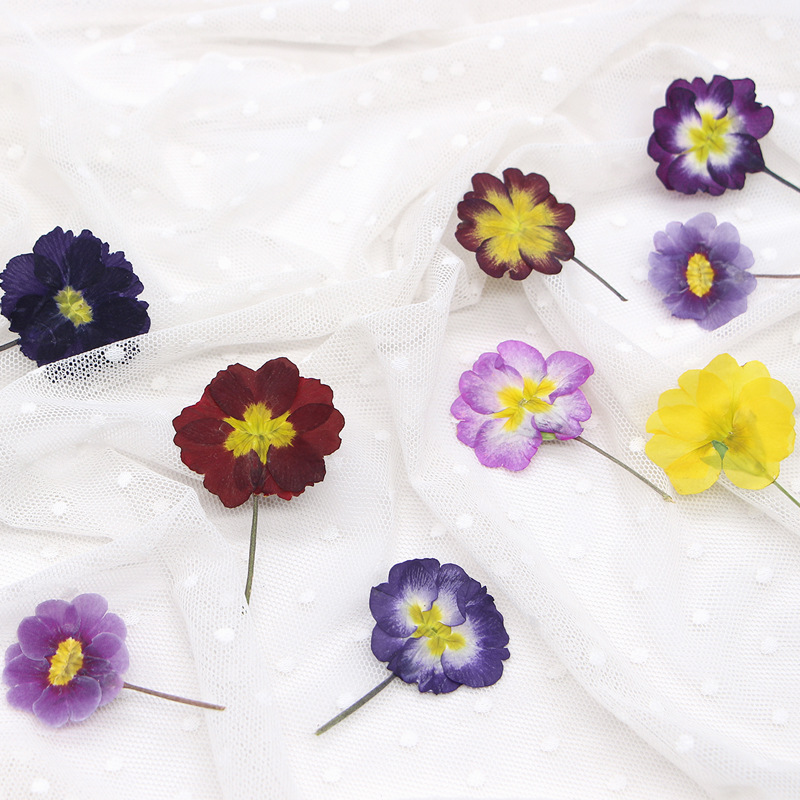 48Pcs European Primrose Teachi - Dried Flower Bookmark recensione e prezzo