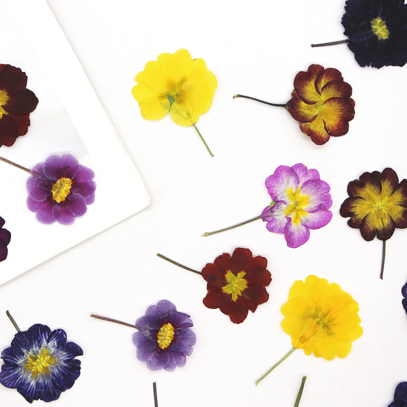 48Pcs European Primrose Teachi - Dried Flower Bookmark recensione e prezzo