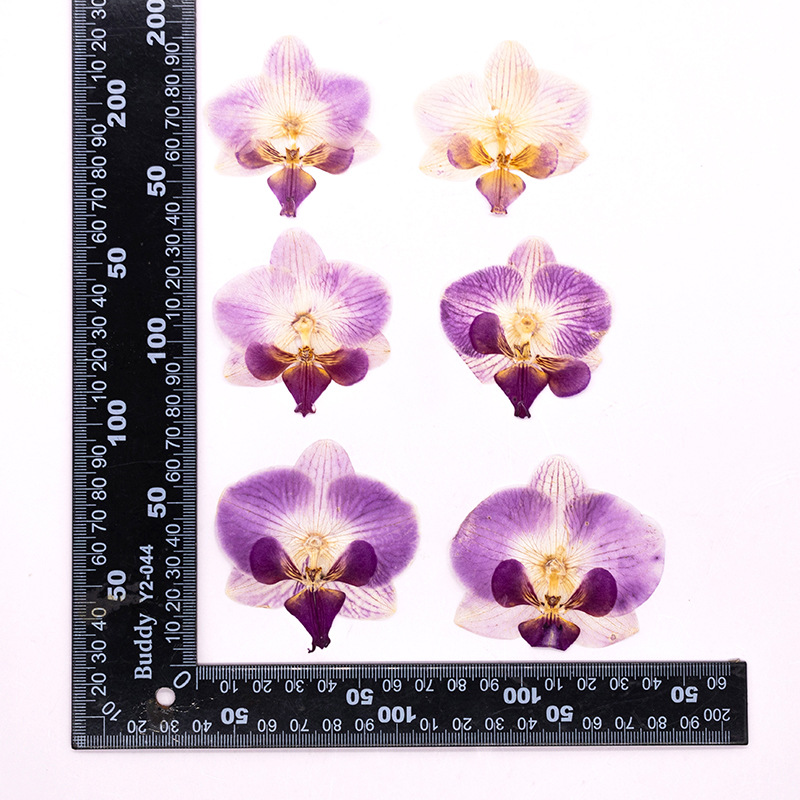 4 Pcs Pressed Dried Phalaenops - Dried Flower Bookmark recensione e prezzo