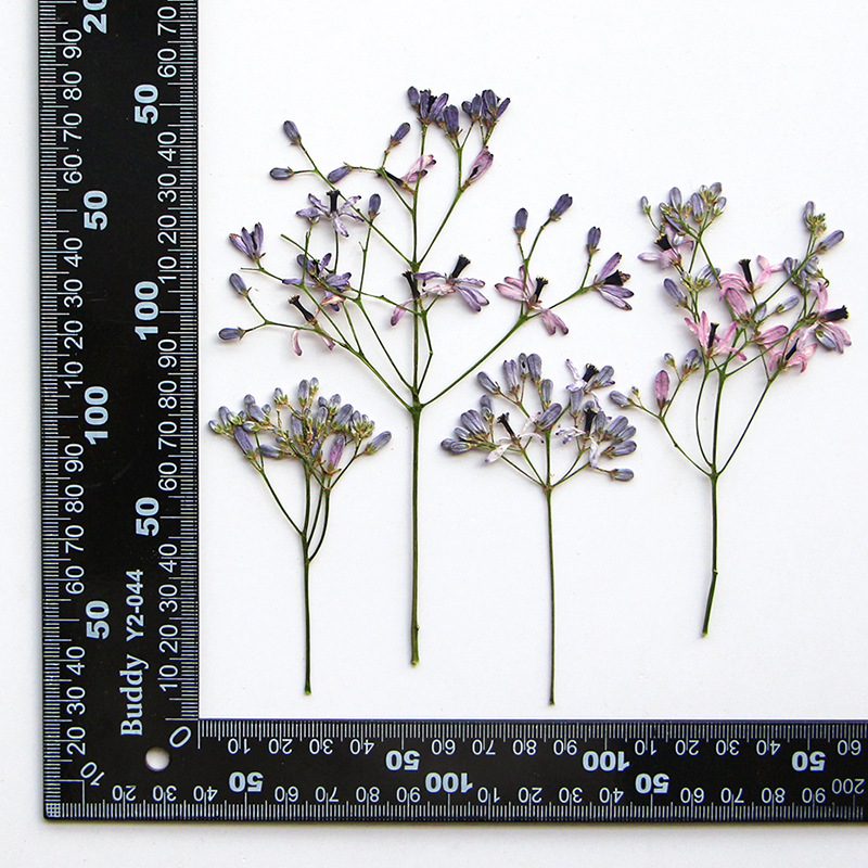 60Pcs Neem Tree Flower Branche - Dried Flower Bookmark recensione e prezzo