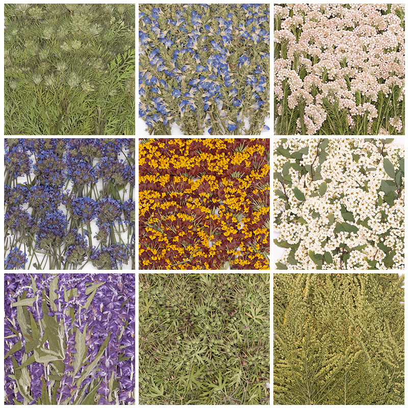 500Pcs Large Package of Fern P - Dried Flower Bookmark recensione e prezzo