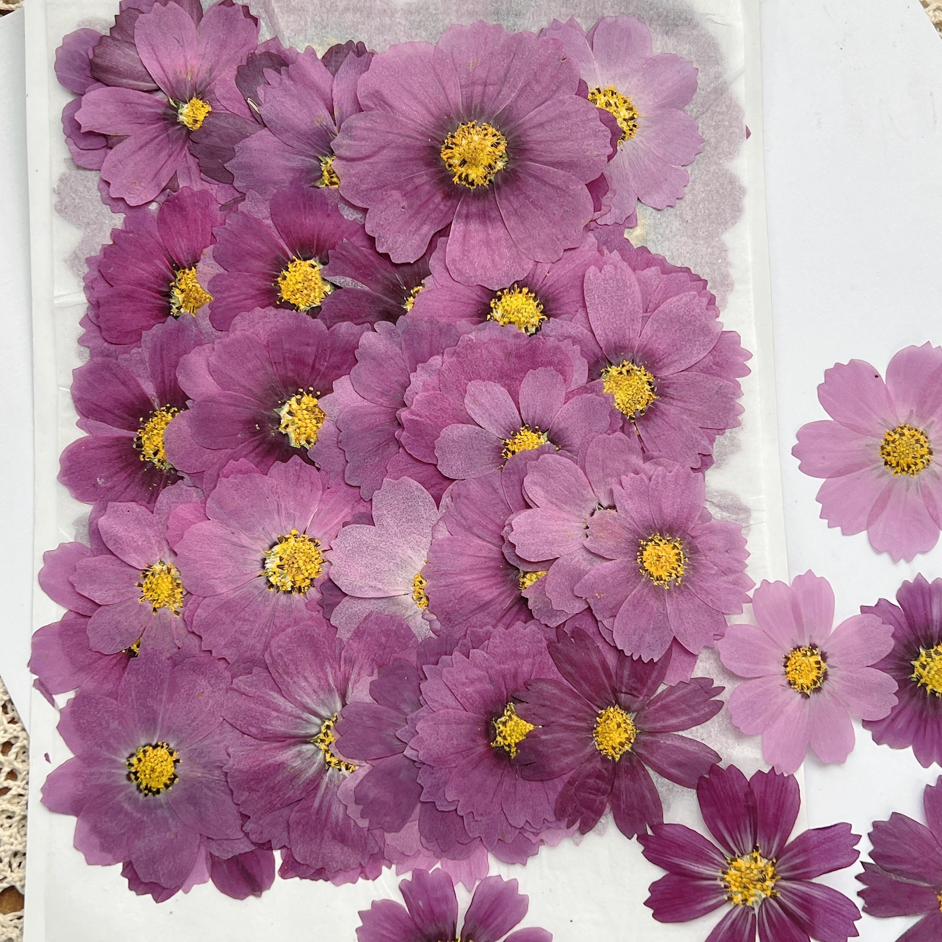 100Pcs Cosmos Dried Flower Pre - Dried Flower Bookmark recensione e prezzo