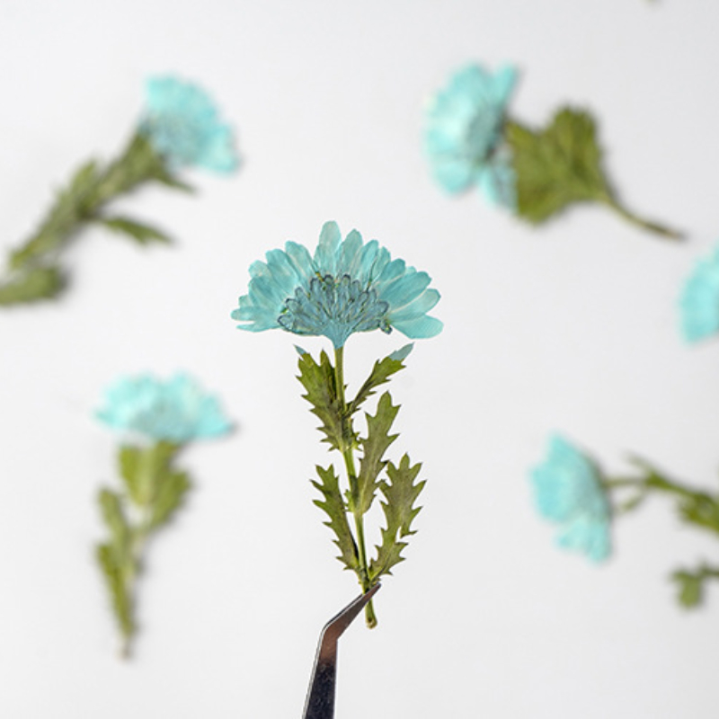 5-8cm/24pcs,Side pressed cryst - Dried Flower Bookmark recensione e prezzo